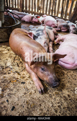 Kleine Schweine in der Farm. Stockfoto