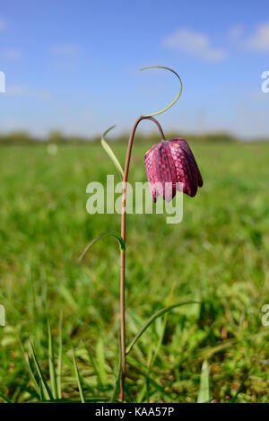 Eine Schlangen - Kopf Fritillary im Norden Wiese, Cricklade. Stockfoto