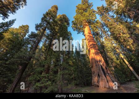 Redwood Bäume im Sequoia National Park, Kalifornien. Stockfoto