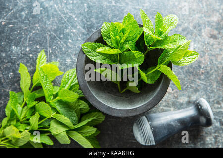 Zweig Minze im Mörtel. Stockfoto