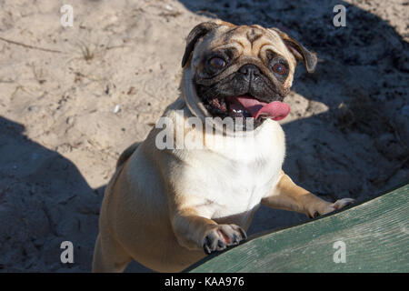 Lächelnd mops Hund Stockfoto