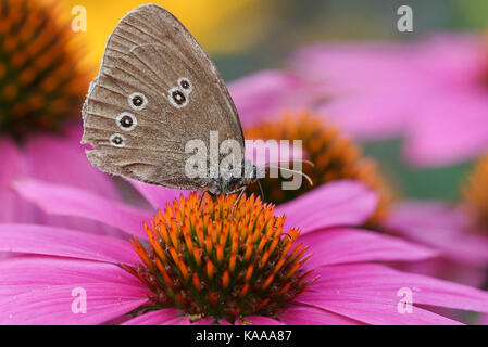 Ringelwürmer (Aphantopus hyperantus) auf Echinacea purpurea Stockfoto