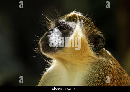 Porträt eines erwachsenen Green Monkey in Barbados genommen Stockfoto