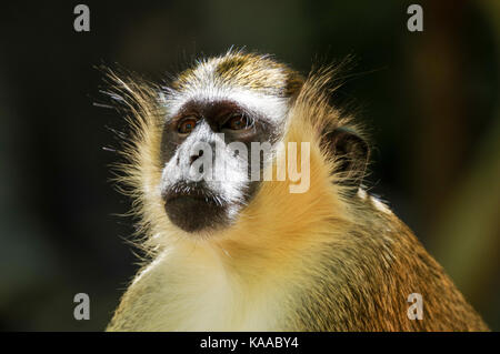 Porträt eines erwachsenen Green Monkey in Barbados genommen Stockfoto