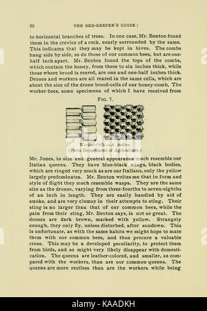 Handbuch für den Imker (Seite 50) BHL 18188725 Stockfoto