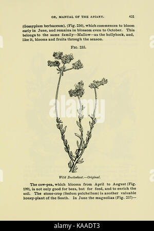 Handbuch für den Imker (Seite 431) BHL 18189106 Stockfoto