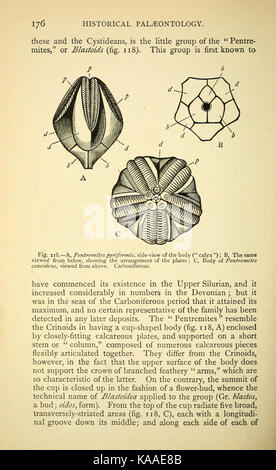 Die alten Leben Geschichte der Erde (Seite 176) BHL 40460349 Stockfoto