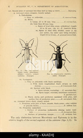 Die Ergebnisse der Arbeit auf Blister Käfer in Kansas (Seite 6) BHL 41801791 Stockfoto