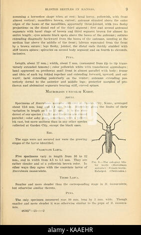 Die Ergebnisse der Arbeit auf Blister Käfer in Kansas (Seite 9) BHL 41801788 Stockfoto