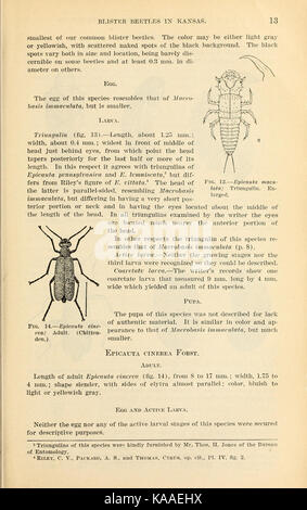 Die Ergebnisse der Arbeit auf Blister Käfer in Kansas (Seite 13) BHL 41801784 Stockfoto