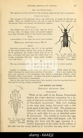 Die Ergebnisse der Arbeit auf Blister Käfer in Kansas (Seite 15) BHL 41801782 Stockfoto