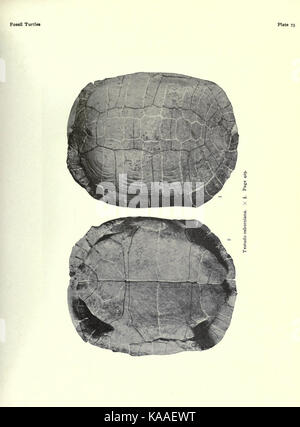 Diese Studie konzentriert sich auf die fossilen Überreste von Schildkröten, die in Nordamerika entdeckt wurden. Die fossilen Exemplare geben wichtige Einblicke in die prähistorische Artenvielfalt des Kontinents. Stockfoto