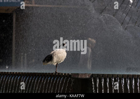 Ein Ibis mit schwarzem Gesicht am großen Brunnen, El-Alamein Memorial Fountain in Kings Cross, einem Rotlichtviertel von Sydney in New South Wales, Australien. Stockfoto