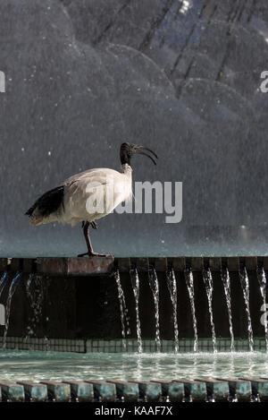 Ein schwarzes Gesicht Ibis Hotel mit einem großen Brunnen, El-Alamein Memorial Fountain in Kings Cross, ein rotlichtviertel von Sydney in New South Wales, Australien. Stockfoto