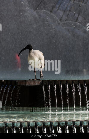 Ein schwarzes Gesicht Ibis Hotel mit einem großen Brunnen, El-Alamein Memorial Fountain in Kings Cross, ein rotlichtviertel von Sydney in New South Wales, Australien. Stockfoto