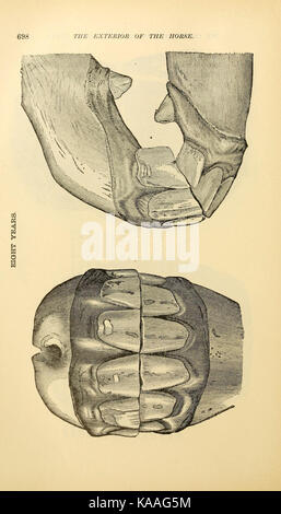 Das Exterieur des Pferdes (Seite 698) BHL 21661641 Stockfoto