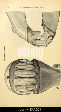Das Exterieur des Pferdes (Seite 708) BHL 21661651 Stockfoto