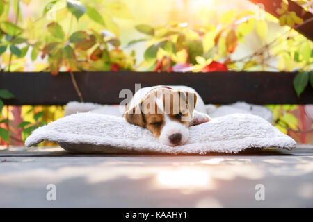 Jack Russel Terrier auf Herbst Terrasse Stockfoto