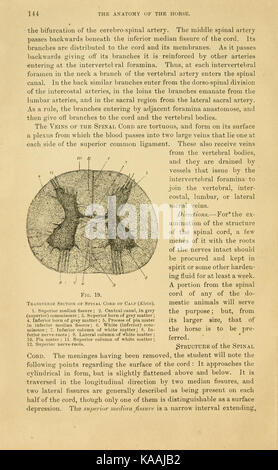 Die Anatomie des Pferdes (Seite 144) BHL 19829541 Stockfoto
