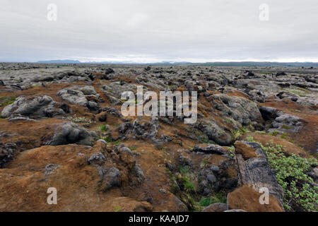 Moos Feld in Island Stockfoto