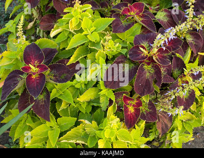 Dekorative Nessel auf ein Blumenbeet Stockfoto