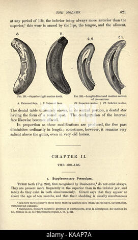 Dieses Bild zeigt die äußere Anatomie eines Pferdes, dargestellt auf Seite 621 eines historischen Buches. Die Abbildung bietet eine detaillierte Darstellung der physischen Struktur des Pferdes. Stockfoto