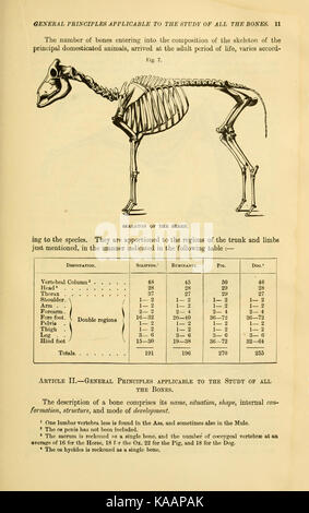 Diese Seite von „die vergleichende Anatomie domestizierter Tiere“ enthält detaillierte Abbildungen und Beschreibungen der anatomischen Merkmale verschiedener domestizierter Tierarten. Es ist eine Referenz in tierärztlichen und zoologischen Studien. Stockfoto