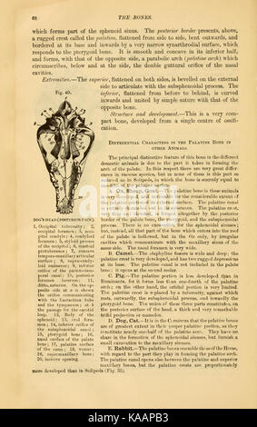 Die vergleichende Anatomie der domestizierten Tiere (Seite 68) BHL 21266392 Stockfoto