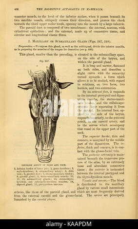 Die vergleichende Anatomie der domestizierten Tiere (Seite 436) BHL 21266760 Stockfoto