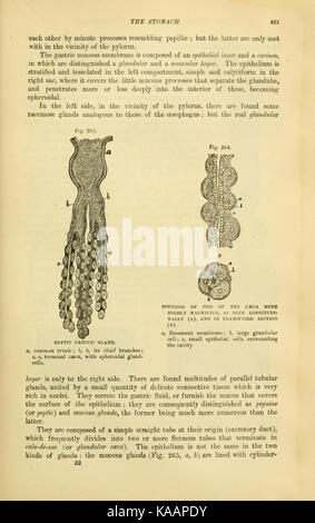 Die vergleichende Anatomie der domestizierten Tiere (Seite 461) BHL 21266785 Stockfoto