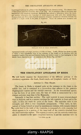 Die vergleichende Anatomie der domestizierten Tiere (Seite 734) BHL 21267058 Stockfoto