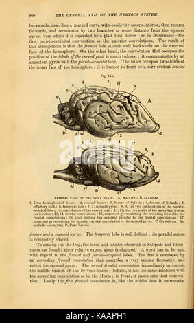 Die vergleichende Anatomie der domestizierten Tiere (Seite 800) BHL 21267124 Stockfoto