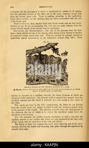 Die vergleichende Anatomie der domestizierten Tiere (Seite 1024) BHL 21267348 Stockfoto