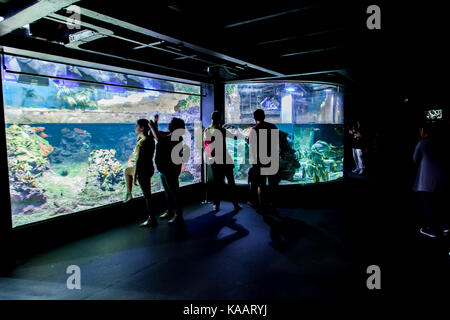 Nicht identifizierte Personen in das Aquarium von Genua. Stockfoto