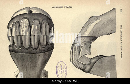 Das Exterieur des Pferdes (Seite 708) BHL 21840821 Stockfoto