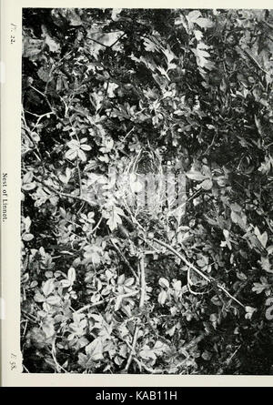 Die Vögel der Britischen Inseln und ihre Eier (PL. 22) BHL 7582978 Stockfoto