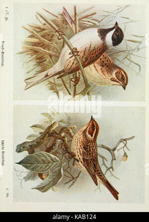 Die Vögel der Britischen Inseln und ihre Eier (PL. 36) BHL 7583052 Stockfoto