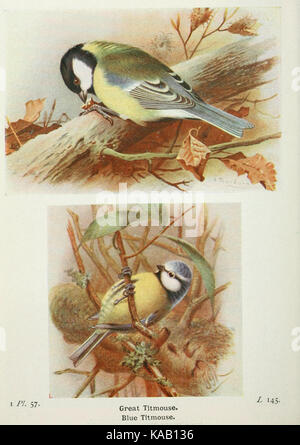 Die Vögel der Britischen Inseln und ihre Eier (PL. 57) BHL 7583119 Stockfoto