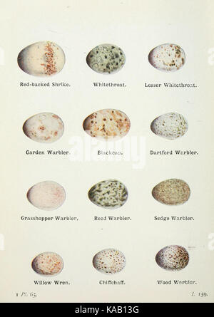 Die Vögel der Britischen Inseln und ihre Eier (PL. 65) BHL 7583130 Stockfoto