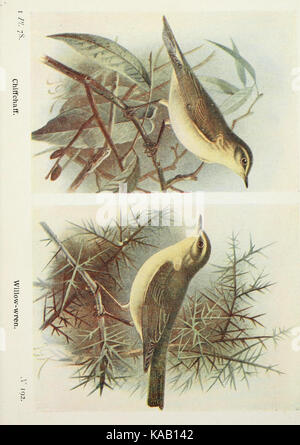 Die Vögel der Britischen Inseln und ihre Eier (PL. 78) BHL 7583331 Stockfoto