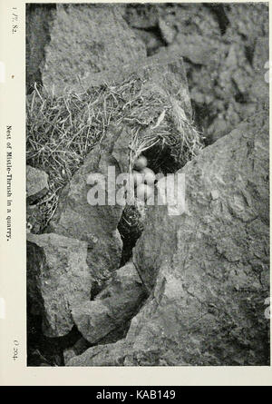 Die Vögel der Britischen Inseln und ihre Eier (PL. 82) BHL 7583248 Stockfoto