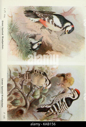 Die Vögel der Britischen Inseln und ihre Eier (PL. 104) BHL 7583325 Stockfoto