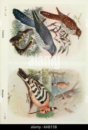 Die Vögel der Britischen Inseln und ihre Eier (PL. 108) BHL 7583228 Stockfoto