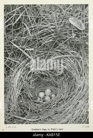 Die Vögel der Britischen Inseln und ihre Eier (PL. 112) BHL 7583341 Stockfoto