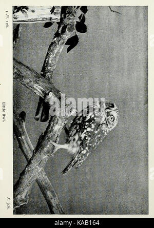 Die Vögel der Britischen Inseln und ihre Eier (PL. 126) BHL 7583363 Stockfoto