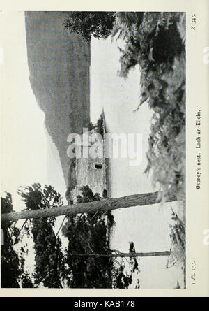 Die Vögel der Britischen Inseln und ihre Eier (PL. 153) BHL 7583396 Stockfoto