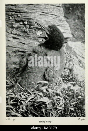 Die Vögel der Britischen Inseln und ihre Eier (PL. 154) BHL 7583399 Stockfoto