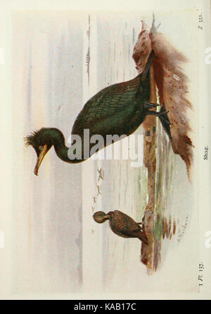 Die Vögel der Britischen Inseln und ihre Eier (PL. 157) BHL 7583428 Stockfoto