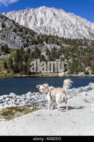 Kleine Hundewanderungen im Little Lakes Valley im Rock Creek Canyon in der östlichen Sierra von Kalifornien, etwa 40 km von Mammoth Lakes entfernt Stockfoto