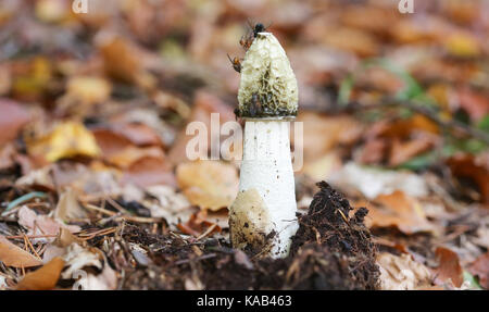 Eine übelriechende Exemplar des Gemeinen Stinkmorchels (Phallus impudicus) in Fliegen bedeckt. Stockfoto